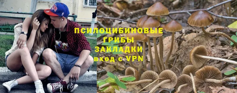 блэк спрут tor  Кузнецк  Псилоцибиновые грибы Psilocybine cubensis 